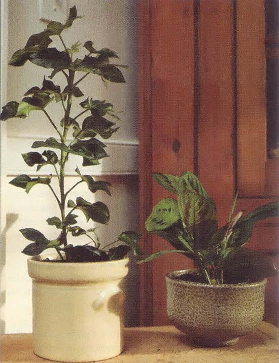 Growing Plants Indoors Mother Earth News